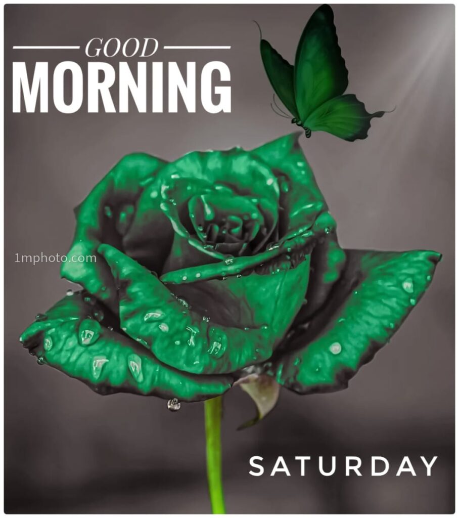 rose & lovely saturday good morning images