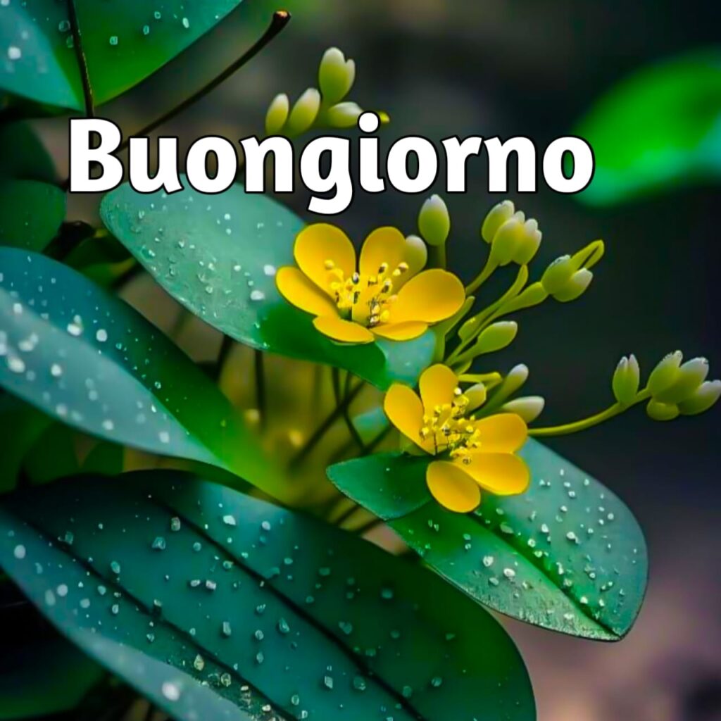 100 immagini buongiorno gratis per whatsapp

