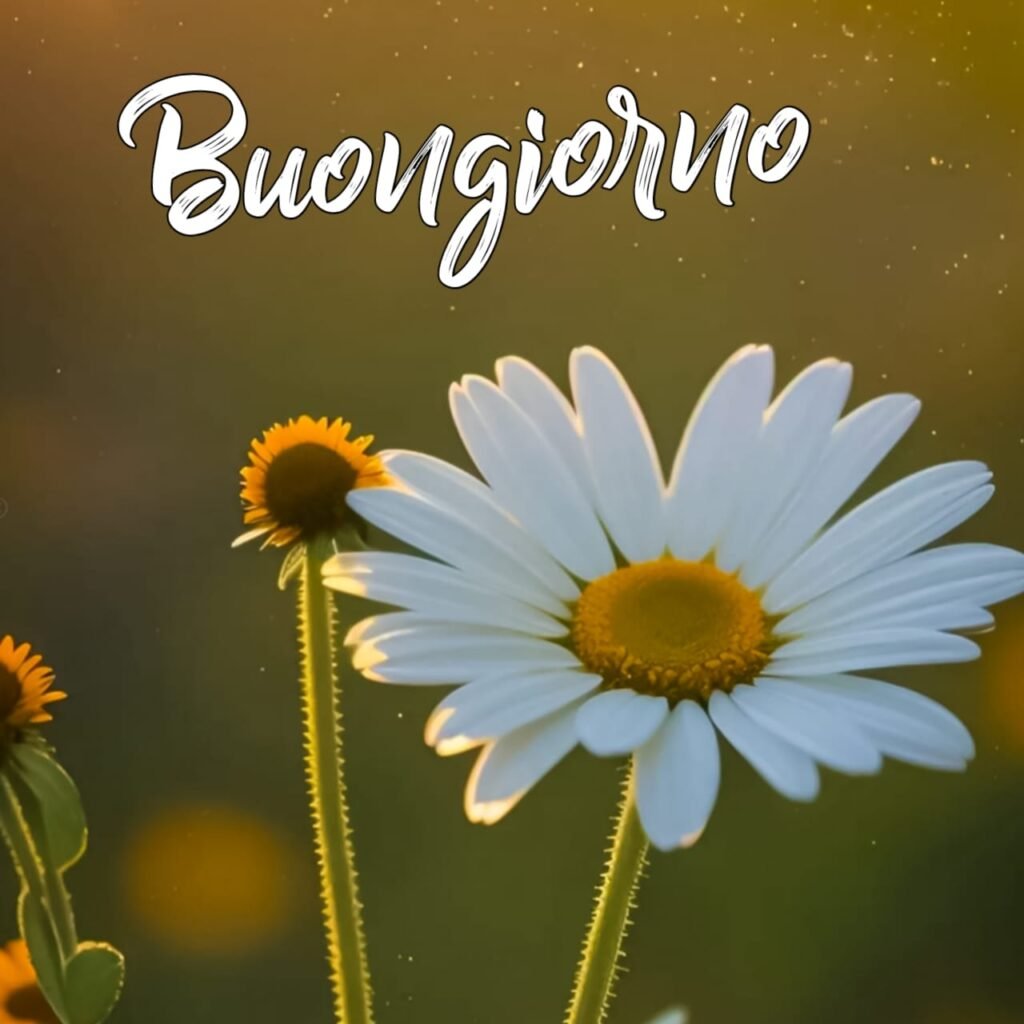 frasi belle buongiorno immagini nuove 2024