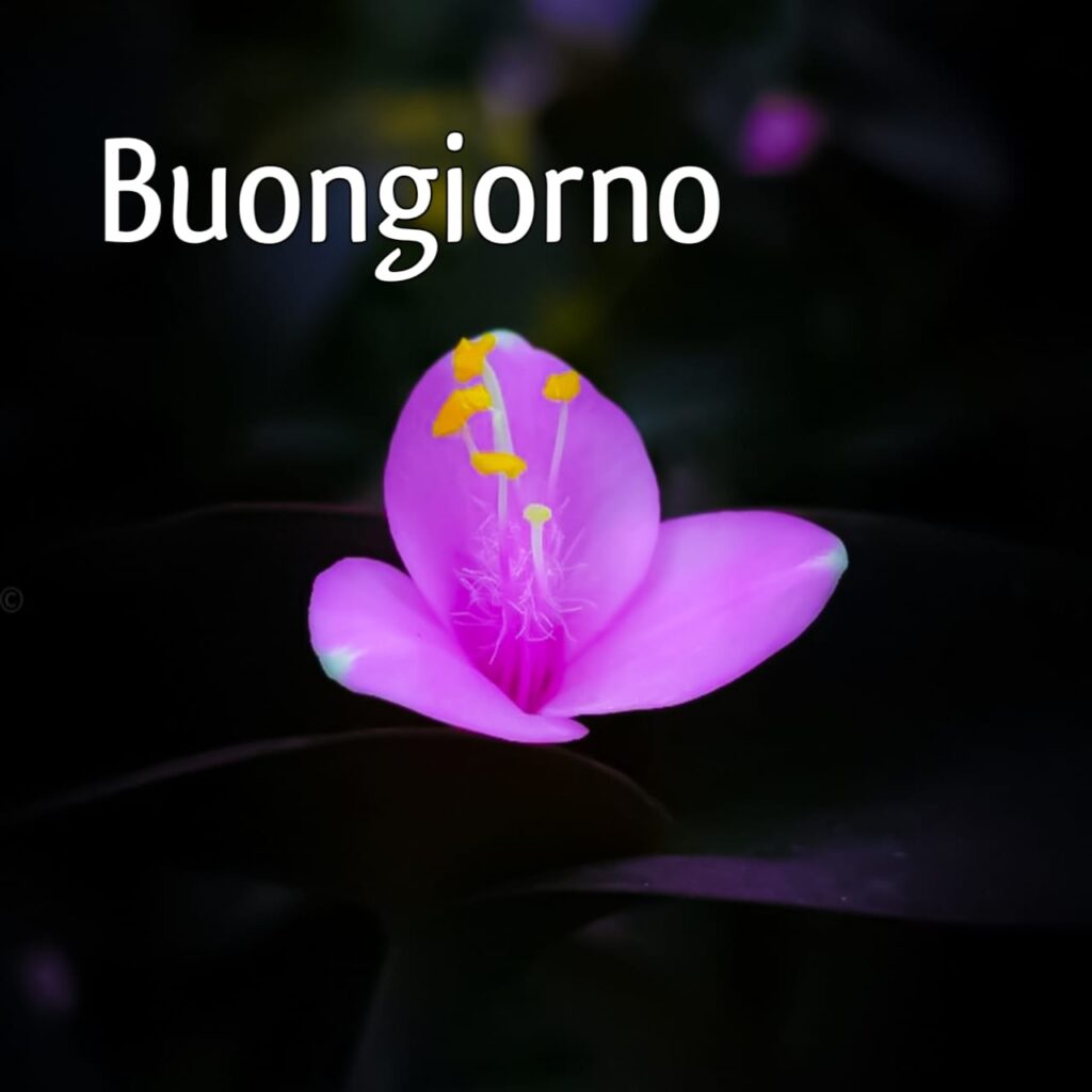 semplicemente buongiorno immagini nuove gif