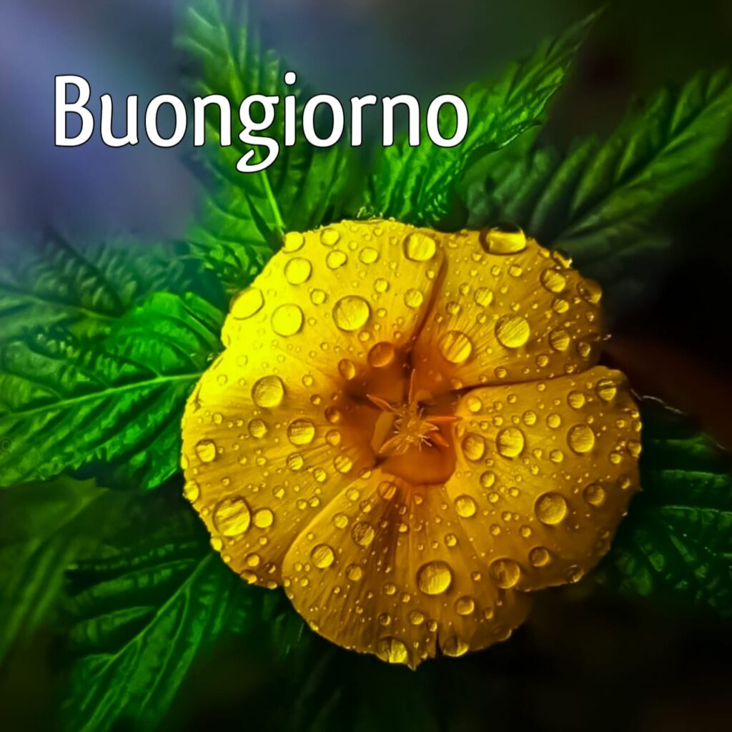 semplicemente buongiorno immagini nuove gratis per whatsapp web