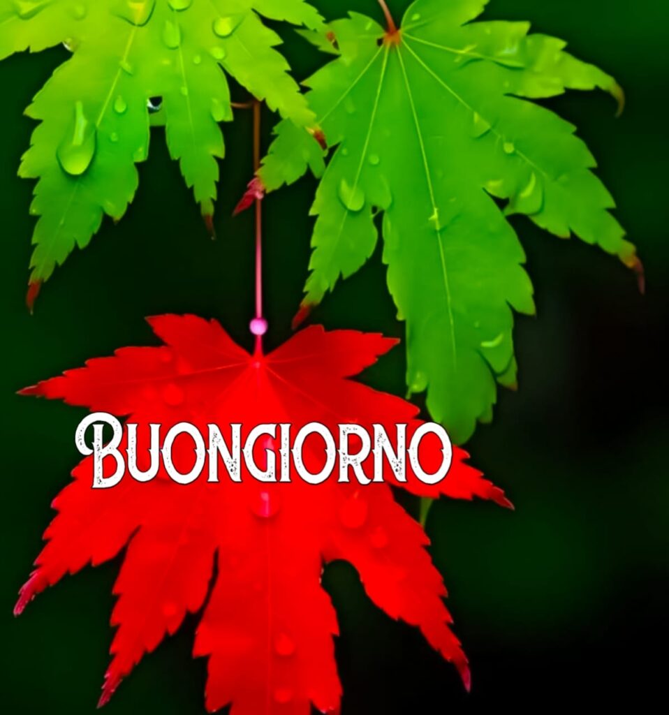 immagini buongiorno gratis per whatsapp

