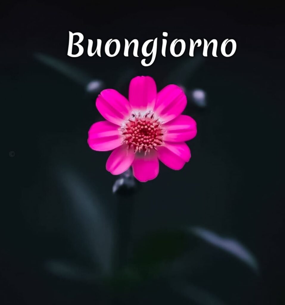 buongiorno  Originale