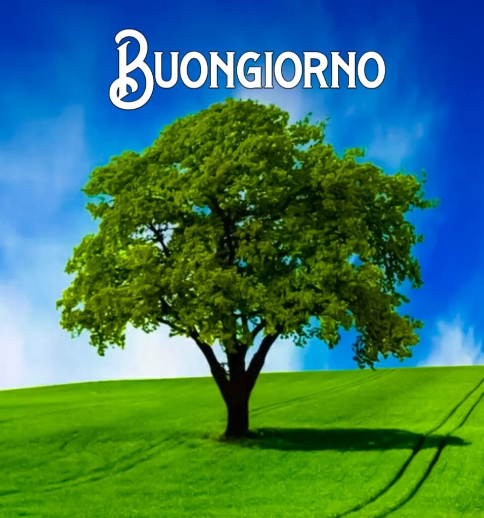 buongiorno  Originale