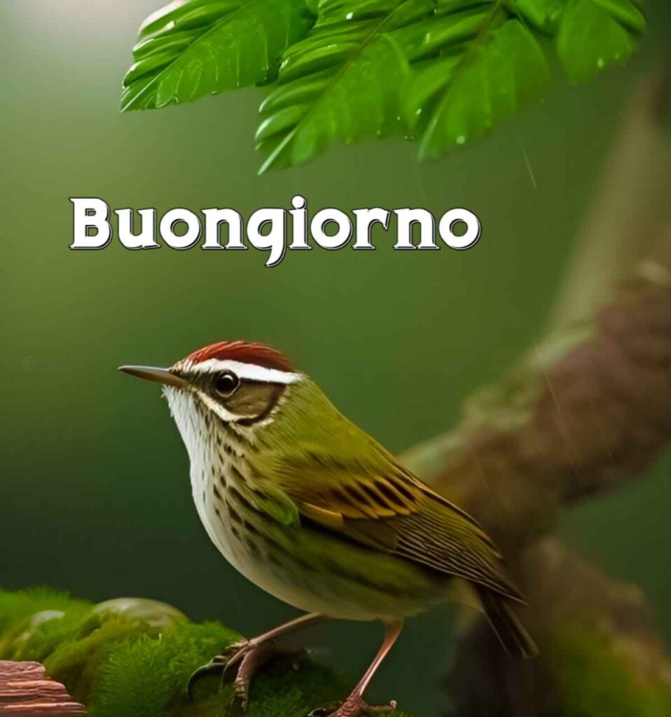 buongiorno nuovissimi