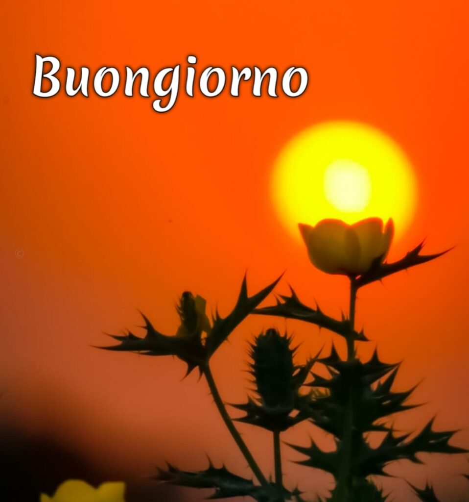 immagini buongiorno gratis per whatsapp

