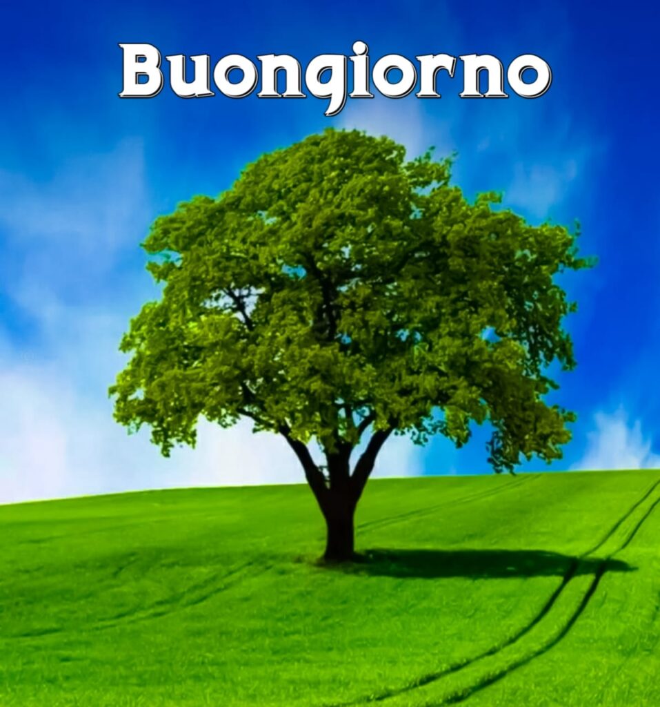 buongiorno  Originale